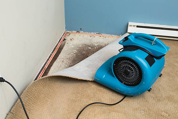 Best Water damage contractors near me  in Patterson, LA